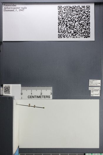 Media type: image; Entomology 520969